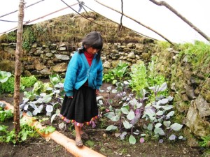 Children of the Japù, Cochamarca, and Yanaruma Q’ero communities enjoy tending the vegetables in their new family greenhouses funded by the Heart Walk Foundation “Grow A Mountain Garden” Campaign, Andes Mountain, Peru, undated | Photo courtesy of the Heart Walk Foundation, St. George News