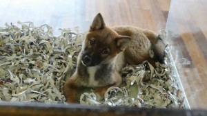 A puppy for a sale at Fur de Leash in St. George, Utah, Feb. 19, 2015 | Photo by Leanna Bergeron, St. George News