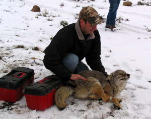 A volunteer holds the recently delivered coyote while waiting for a blindfold to help calm the animal down, Angle staging area, Angle, Utah, March 1, 2015 | Photo by Carin Miller, St. George News