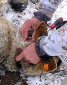 Utah State University graduate student Peter Mahoney unlatches the collar to make accommodations for size, Angle staging area, Angle, Utah, March 1, 2015 | Photo by Carin Miller, St. George News