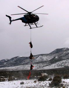 Helicopter Wildlife Services dropping off three mule deer does for fawn survival study, Angle staging area, Angle, Utah, March 1, 2015 | Photo by Carin Miller, St. George News