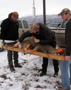 Volunteers weigh the pregnant doe before taking her into the triage tent, Angle staging area, Angle, Utah, March 1, 2015 | Photo by Carin Miller, St. George News