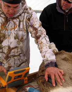 Volunteers examine pregnant does fat and muscle reserves before returning them to the wild, Angle staging area, Angle, Utah, March 1, 2015 | Photo by Carin Miller, St. George News