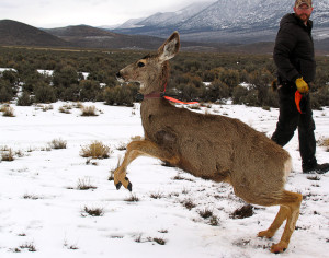 Volunteers release collared and tagged doe back into the Monroe Mountain wilderness, Angle staging area, Angle, Utah, March 1, 2015 | Photo by Carin Miller, St. George News