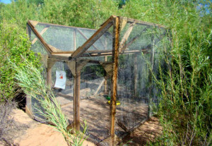 Cowbird trap used by the Utah Division of Wildlife Resources, St. George, Utah, undated | Photo courtesy Utah Division of Wildlife Resources, St. George News | 