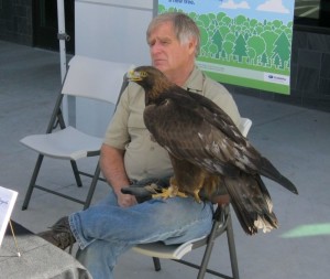 Martin Tyner of the Southwest Wildlife Foundation sits with Scout, a rescued golden eagle, March 27, 2015 | Photo by Ric Wayman, St. George News