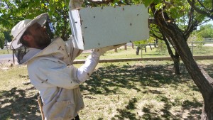 Beekeeper Casey Lofthouse captures a swarm of bees, photo undated | Photo courtesy of Casey Lofthouse, St. George News