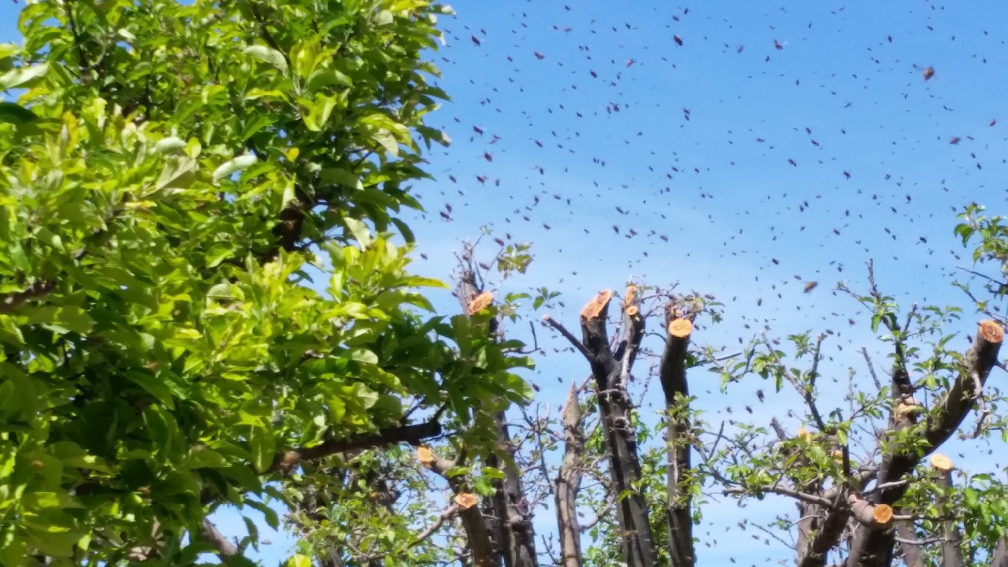 why-do-bees-swarm