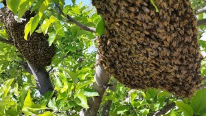 A swarm of bees in a tree, photo undated | Photo courtesy of Casey Lofthouse, St. George News