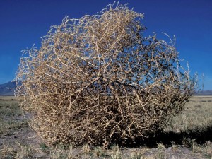 Russian thistle, or tumbleweed, grows in Southern Utah and is highly allergenic | Stock image, St. George News
