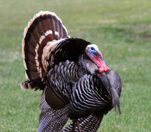 A tom turkey in Southern Utah, location unspecified, April 12, 2012 | Photo courtesy of Utah Wildlife Resources, St. George News