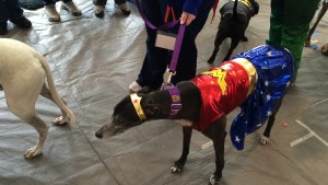 Greyhound Gathering, Kanab, Utah, May 9, 2015 | Photo by Cami Cox Jim, St. George News