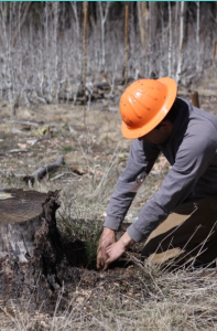 MP Forestry crew foreman checks seedlings being planted in burned area of the Warm V project area, Fredonia, Arizona, undated | Photo by David Hercher, St. George News