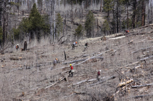 MP Forestry Crew plants ponderosa pine seedlings in burned area of Warm V project area, Kaibab National Forest, Fredonia, Arizona, undated | Photo by David Hercher, St. George News