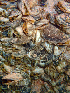 Quagga mussels cover the bottom of a boat dock at Wahweap Marina at Lake Powell.  The state of Utah is working hard to prevent mussels from spreading to other waters in the state, date unspecified | Photo courtesy of the Utah Division of Wildlife Resources, St. George News