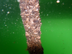 This boat dock cable at the Wahweap Marina at Lake Powell is encrusted with quagga mussels.  The state of Utah is working hard to prevent mussels from spreading to other waters in the state, date unspecified | Photo courtesy of the Utah Division of Wildlife Resources, St. George News