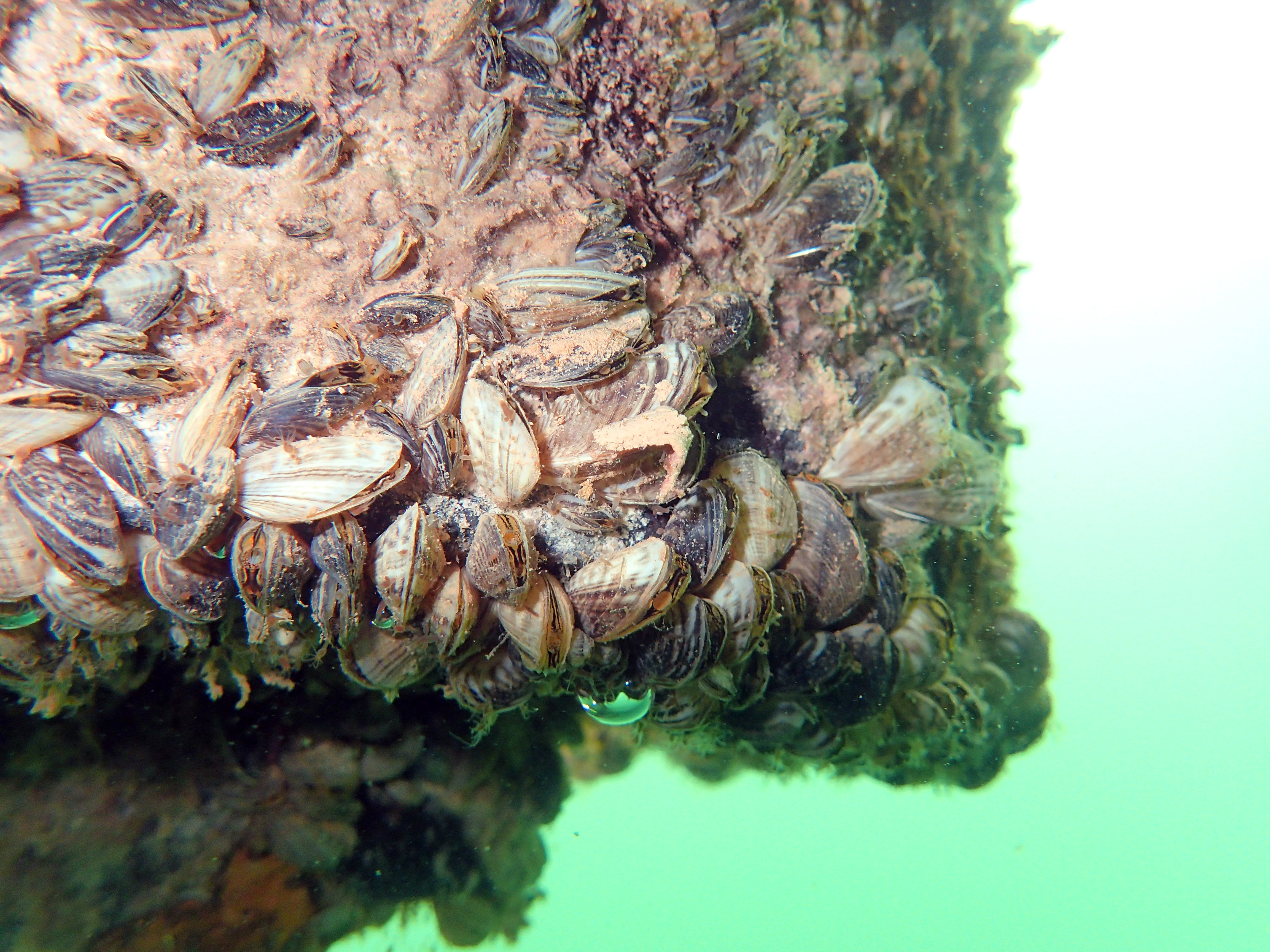 Quagga mussels cover the bottom of a boat dock at Wahweap Marina at Lake Powell, date unspecified | Photo courtesy of the Utah Division of Wildlife Resources, St. George News