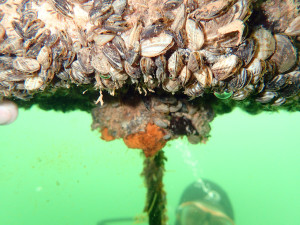 A Utah DWR AIS biologist examines a quagga mussel-encrusted boat dock at the Wahweap Marina at Lake Powell, date unspecified | Photo courtesy of the Utah Division of Wildlife Resources, St. George News