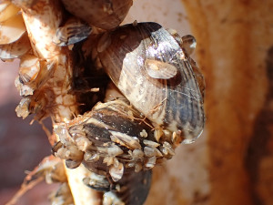 Quagga mussels at the Wahweap Marina at Lake Powell, date unspecified | Photo courtesy of the Utah Division of Wildlife Resources, St. George News