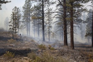 Smoke in the forest, Bryce Canyon, Utah, June 4, 2015 | Photo by Corey McNeil, St. George News