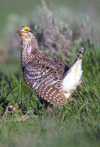 Applications to hunt sharp-tailed grouse in Utah will be accepted starting July 8, location unspecified, November 26, 2008 | Photo by Phil Douglass, St. George News