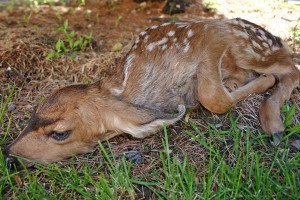 Mule deer fawn lying in the grass, location and date unspecified | Photo courtesy of DWR, St. George News