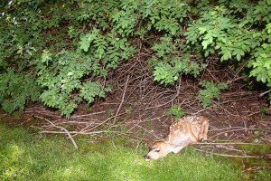 If you find a deer fawn in the wild, leave it where you found it, location and date unspecified | Photo courtesy of DWR, St. George News