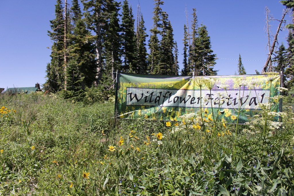 Wildflowers in bloom at the Cedar Breaks Wildflower Festival, Cedar Breaks National Monument, July 16, 2015 | Photo by Emily Hammer, St. George News