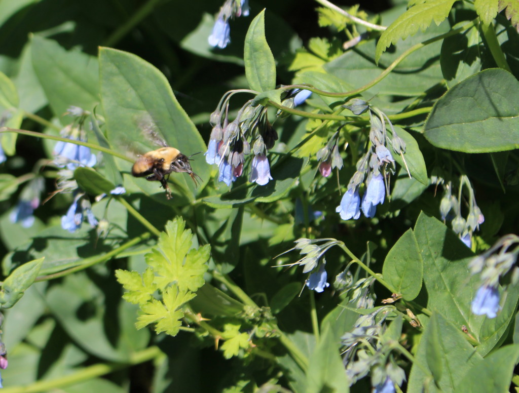 Wildflowers in bloom at the Cedar Breaks Wildflower Festival, Cedar Breaks National Monument, July 16, 2015 | Photo by Travis Hammer, St. George News