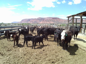 Some of Hal Hamblin's cows, Kanab, Utah, April 14, 2015 | Photo by Cami Cox Jim, St. George News