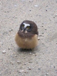 A tiny owl faces off with Boulder County (Colorado) Sheriff's Deputy Sophie Berman. The incident took place  near Rainbow Lakes, outside Nederland, Colorado, July 21, 2015 | Photo courtesy of the Boulder County Sheriff's Office, St. George News