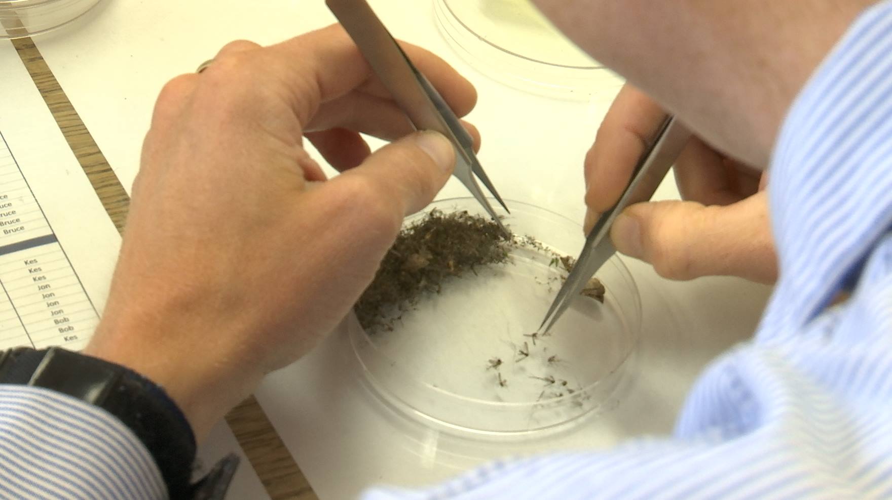 A recent hatch of floodwater mosquitos is pestering residents and keeping the Southwest Mosquito Abatement District busy, Washington, Utah, July 15, 2015 | Photo by Sheldon Demke, St. George News