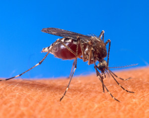 Aedes aegypti mosquito on human skin | Public domain photo, U.S. Department of Agriculture, St. George News