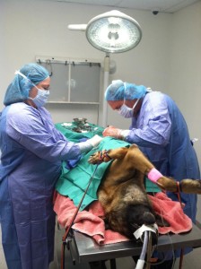 Police K-9 Pajko undergoes surgery for a twisted stomach, St. George, Utah, July 5, 2015 | Photo courtesy of The Aleshea Trombley, St. George News