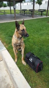 Police K-9 Pajko served with the Cedar City Police Department alongside his handler, Officer Jason Thomas, for more than two years before his passing, location and date unspecified | Photo courtesy of The Friends of Iron County Police K9, St. George News