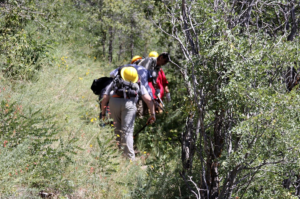 Volunteers participating in trail brushing, one form of trail maintenance,  in Saddle Mountain Wilderness, Kaibab National Forest, Aug. 16, 2015 | Photo courtesy of the U.S. Forest Service, St. George News