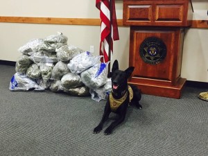 Washington County Sheriff’s K-9 Tess sniffed out 56 pounds of marijuana during a traffic stop on Interstate 15 Exit 5, St. George, Utah, Aug. 24, 2015 | Photo courtesy of the Washington County Sheriff’s Office, St. George News