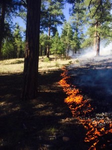 Rock Fire, Kaibab National Forest  Tusayan Ranger District, Arizona, Aug. 4, 2015 | Photo by Brandon Oberhardt. courtesy of the U.S. Forest Service, Southwestern Region, Kaibab National Forest; St. George News