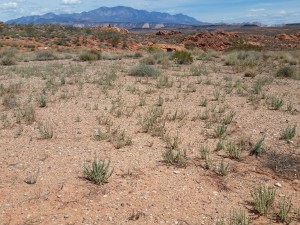 Red Cliffs National Conservation Area, St. George, Utah, Aug. 29, 2015 | Photo by Julie Applegate, St. George News