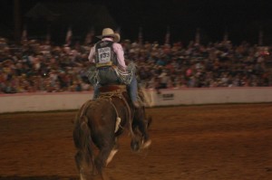 Saddle bronc riding in action at the Dixie Roundup Rodeo, St. George, Utah, Sept. 12, 2014 | Photo by Hollie Reina, St. George News