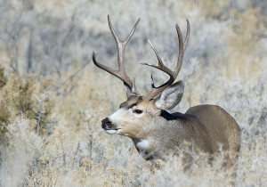 Being prepared, before the hunt starts, is the key to having a successful deer hunt, location unspecified, Nov. 23, 2009 | Photo courtesy of Brent Stettler, St. George News, Utah Division of Wildlife Resources