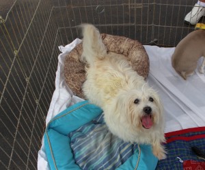 Happy is a dog at today's pet adoption at Findlay Subaru in St. George waiting for a forever home, St. George, Utah, Oct. 16, 2015 | Photo by Ric Wayman, St. George News