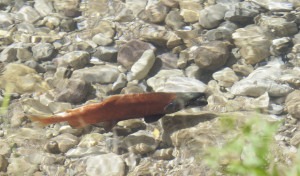 Kokanee Salmon, location unspecified, Sept. 23, 2010 | Photo courtesy of Ron Stewart, Utah Division of Wildlife Resources, St. George News