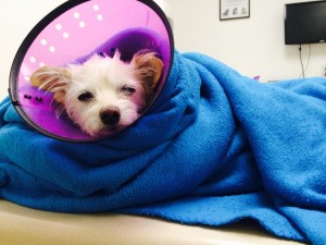 Roxie, a small terrier mix, recovers at a local animal hospital after being hit by a car, location not specified, Sept. 25, 2015 | Photo courtesy of Andelynn Hofer, St. George News