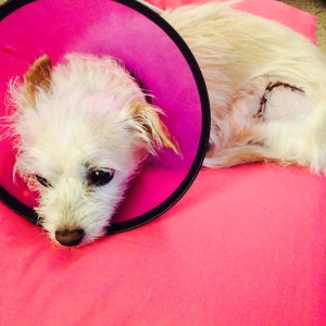 Roxie, a small terrier mix, recovers after being hit by a car, date and location not specified | Photo courtesy of Andelynn Hofer, St. George News