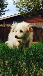 Roxie, a small terrier mix, plays in a backyard, Santa Clara, Utah, date not specified | Photo courtesy of Andelynn Hofer, St. George News