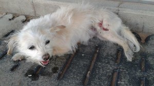 Roxie, a terrier mix, is found after being hit by a car, Santa Clara, Utah, Sept. 25, 2015 | Photo courtesy of Andelynn Hofer, St. George News