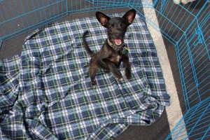 Spencer is a dog at today's pet adoption at Findlay Subaru in St. George waiting for a forever home, St. George, Utah, Oct. 16, 2015 | Photo by Ric Wayman, St. George News