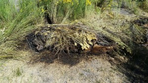 The carcass of a bull elk illegally killed in Nevada, Lincoln County, Nevada, undated | Photo courtesy of Nevada Department of Wildlife, St. George News