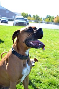 Dogs play at Dog Play Dates of Cedar City meetup group, City 4th 14th Ward of The Church of Jesus Christ of Latter-day Saints, Cedar City, Utah, fall 2015 | Photo by Mandy Robinson courtesy of Courtney Sullivan, St. George News